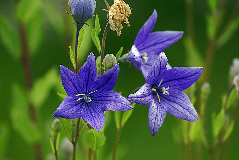 Image of Platycodon grandiflorus specimen.