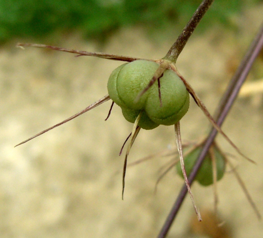 Image of Allium cristophii specimen.