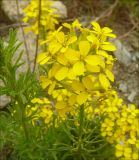 Erysimum callicarpum. Часть побега и соцветие. Краснодарский край, Черноморское побережье Кавказа, Новороссийск, близ мыса Шесхарис, щебнистый склон. 9 мая 2011 г.