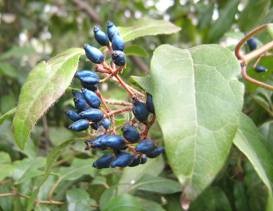 Image of Viburnum tinus specimen.