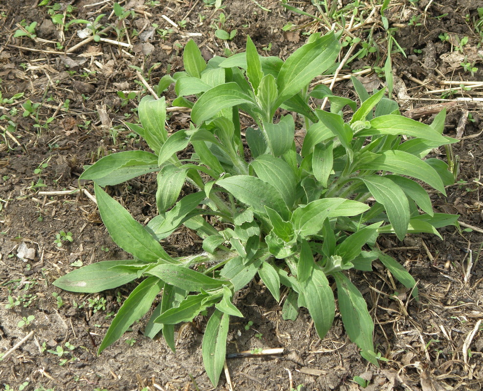 Изображение особи Melandrium latifolium.