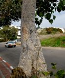 Ficus religiosa. Нижняя часть ствола. Израиль, Шарон, г. Герцлия, в культуре. 28.12.2013..