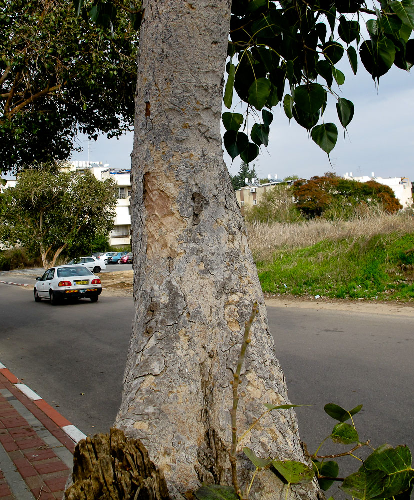 Изображение особи Ficus religiosa.