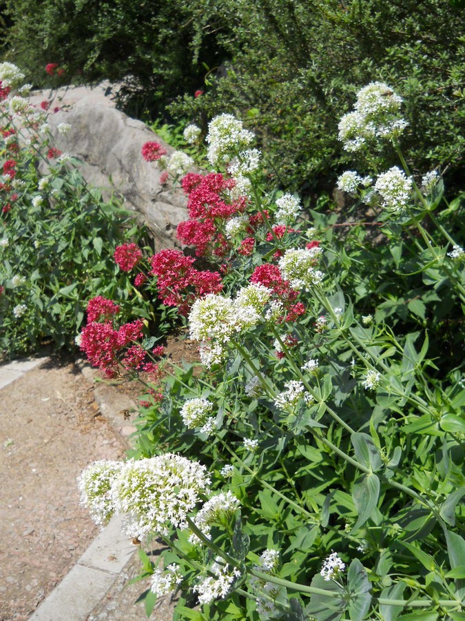 Image of Centranthus ruber specimen.