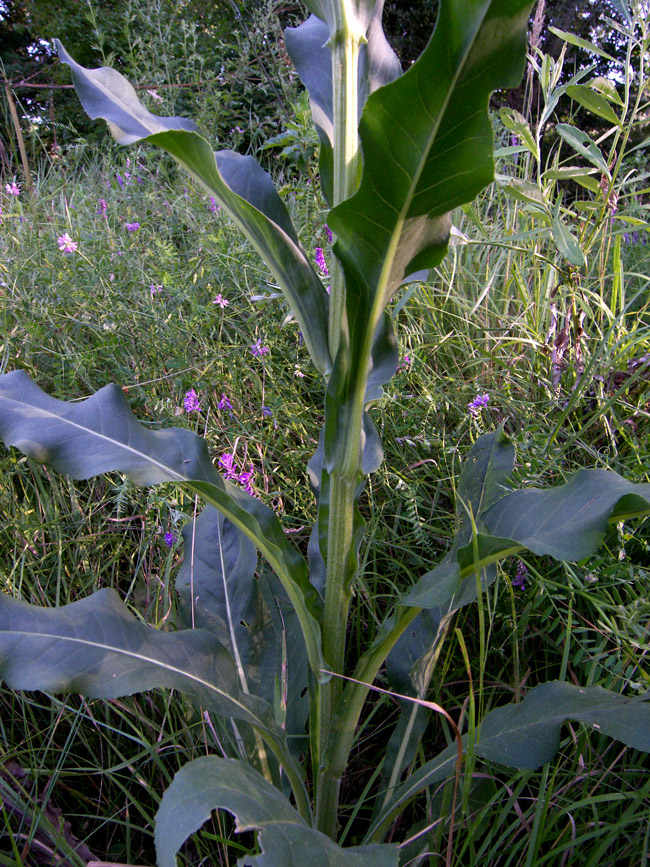 Image of Senecio macrophyllus specimen.