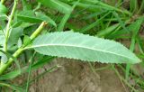 Salix × alopecuroides