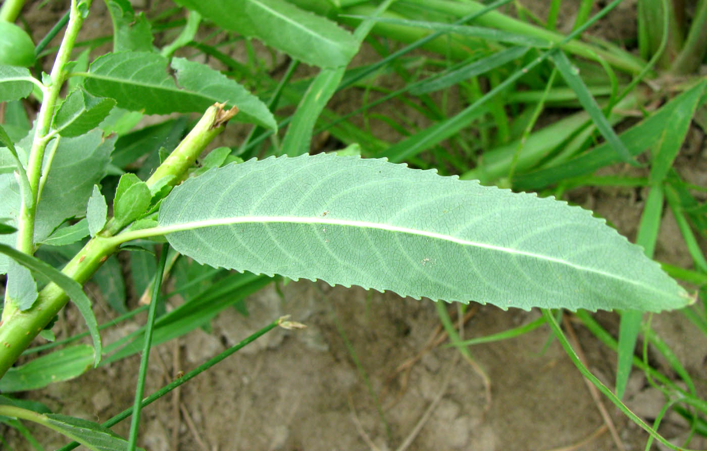 Image of Salix &times; alopecuroides specimen.