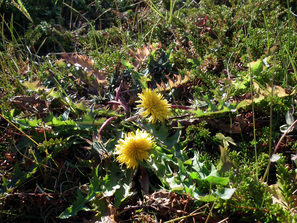 Изображение особи род Taraxacum.