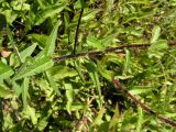 Cirsium vlassovianum