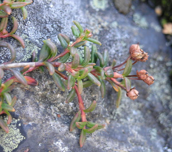 Image of Loiseleuria procumbens specimen.