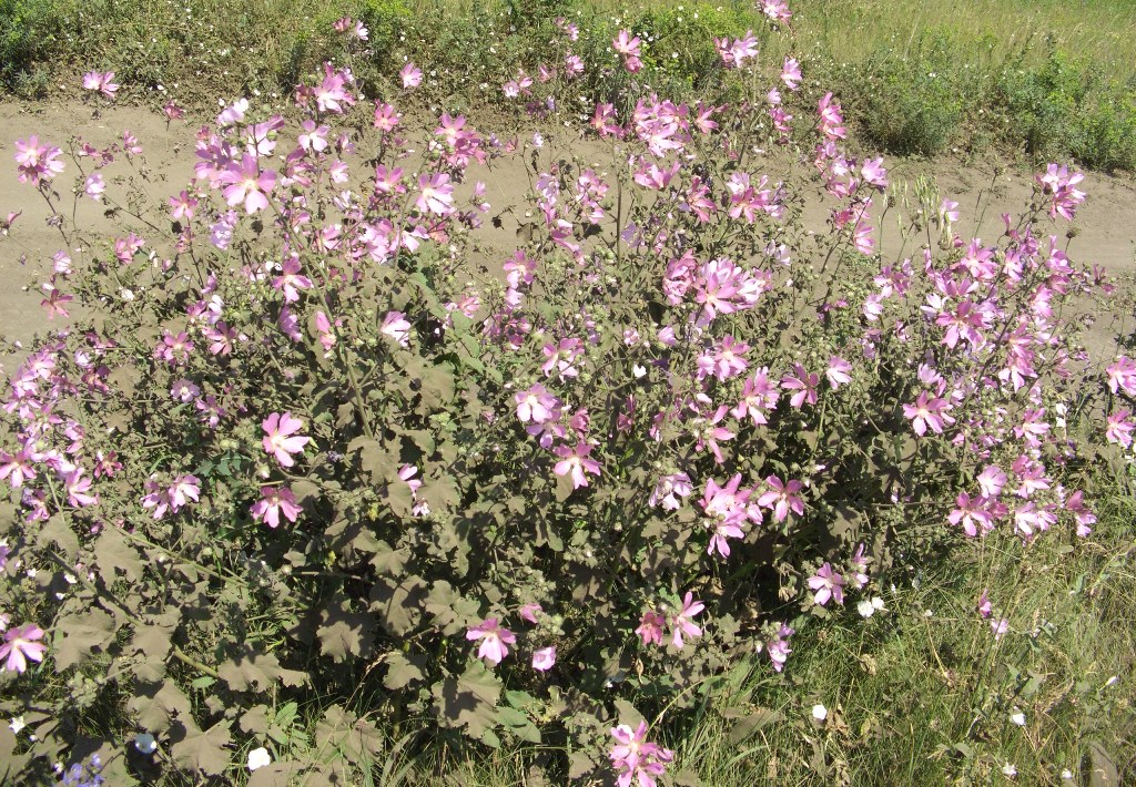 Image of Malva thuringiaca specimen.