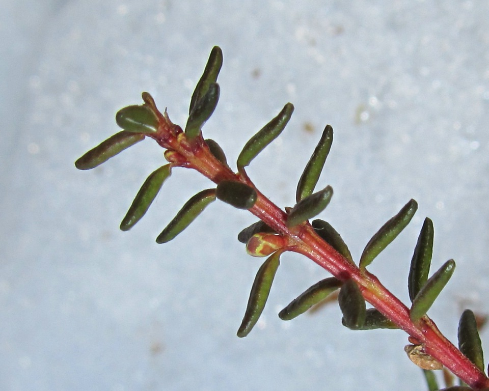 Image of genus Empetrum specimen.