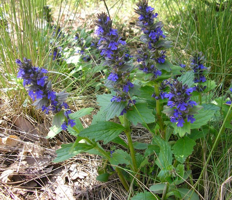 Image of Ajuga genevensis specimen.