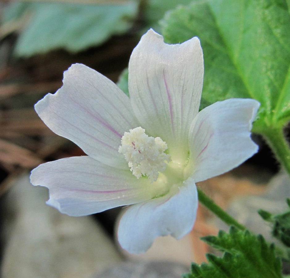 Image of Malva neglecta specimen.