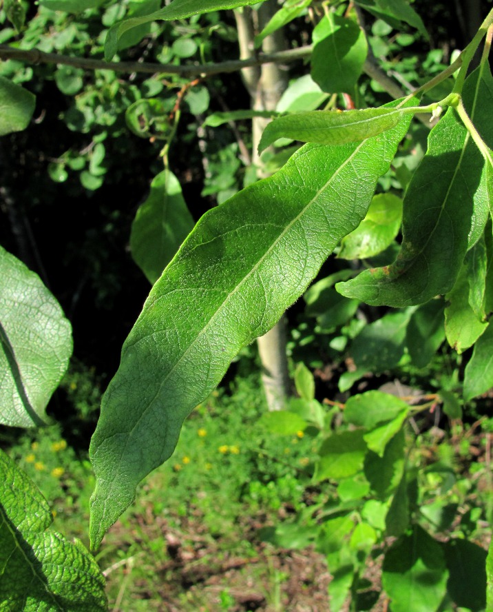 Image of Salix caprea specimen.