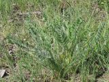 Astragalus pubiflorus