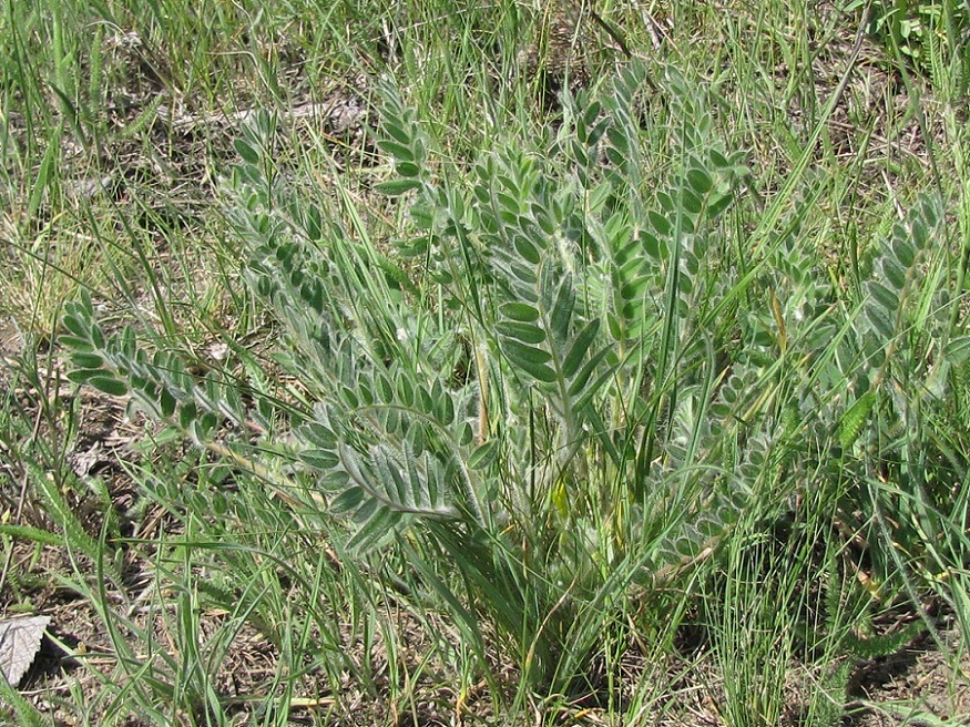 Image of Astragalus pubiflorus specimen.