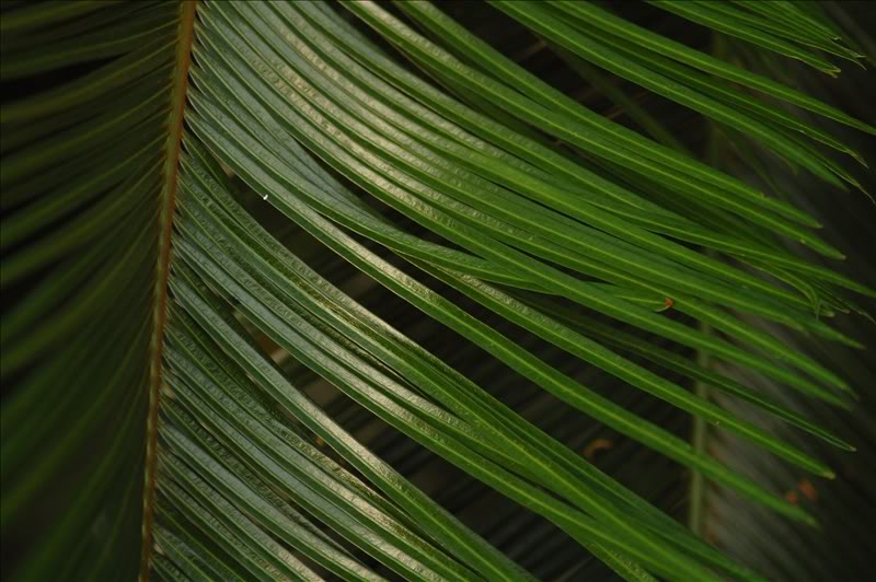 Изображение особи Cycas circinalis.