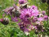 Centaurea scabiosa