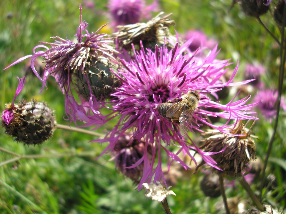 Image of Centaurea scabiosa specimen.