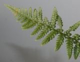 Dryopteris pseudomas. Верхушка вайи молодого растения. Германия, г. Кемпен, в старой части города. 22.03.2013.