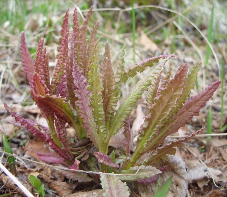 Image of Pedicularis resupinata specimen.