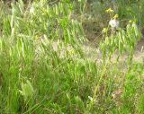 Смотреть изображение Bromus squarrosus