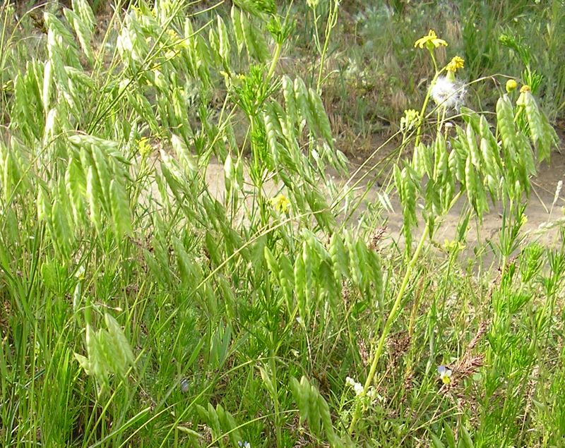 Изображение особи Bromus squarrosus.