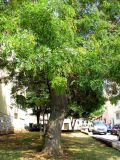 Styphnolobium japonicum. Нижняя часть плодоносящего дерева. Хорватия, Истрия, г. Пореч. 06.09.2012.