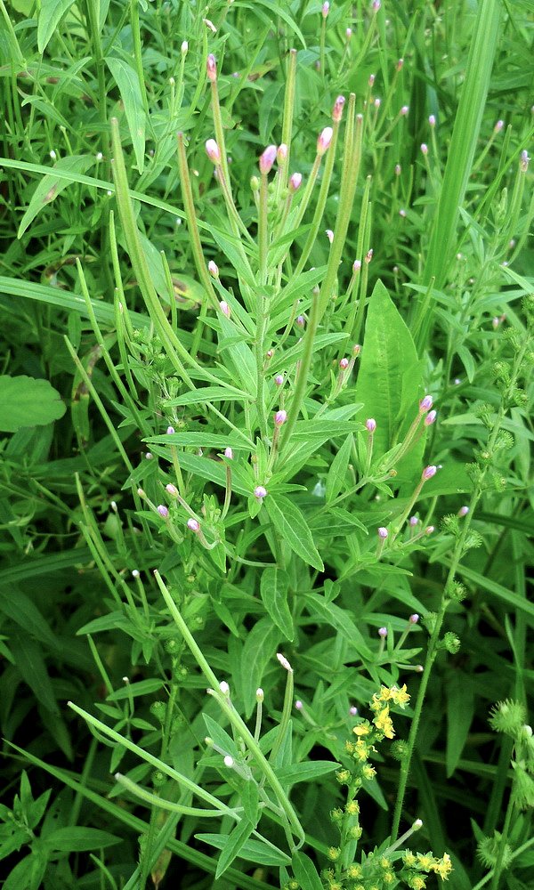 Image of Epilobium fastigiato-ramosum specimen.