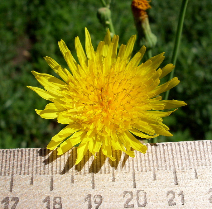 Image of Sonchus arvensis ssp. uliginosus specimen.