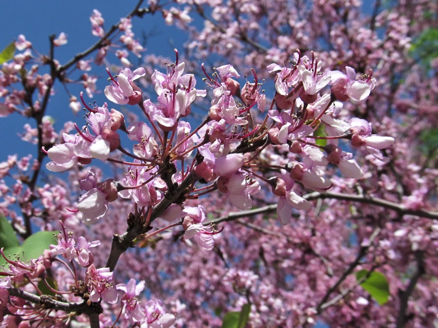 Image of genus Cercis specimen.