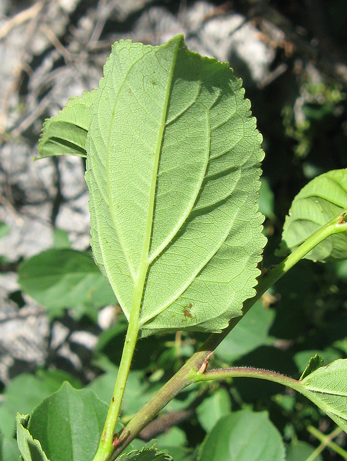 Image of Celtis glabrata specimen.