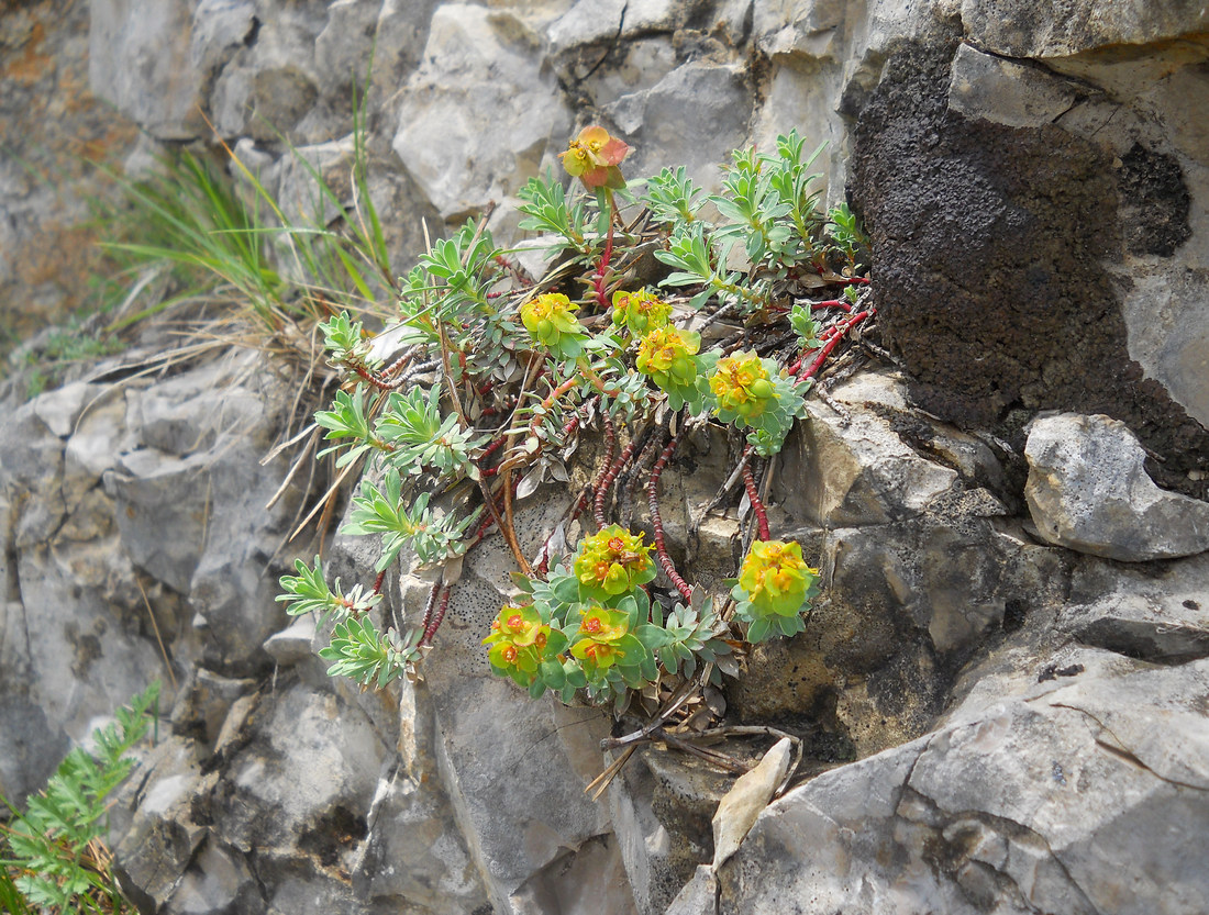 Изображение особи Euphorbia erythrodon.