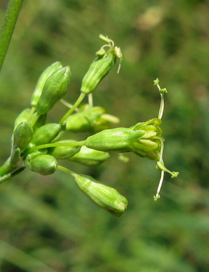 Image of Silene densiflora specimen.