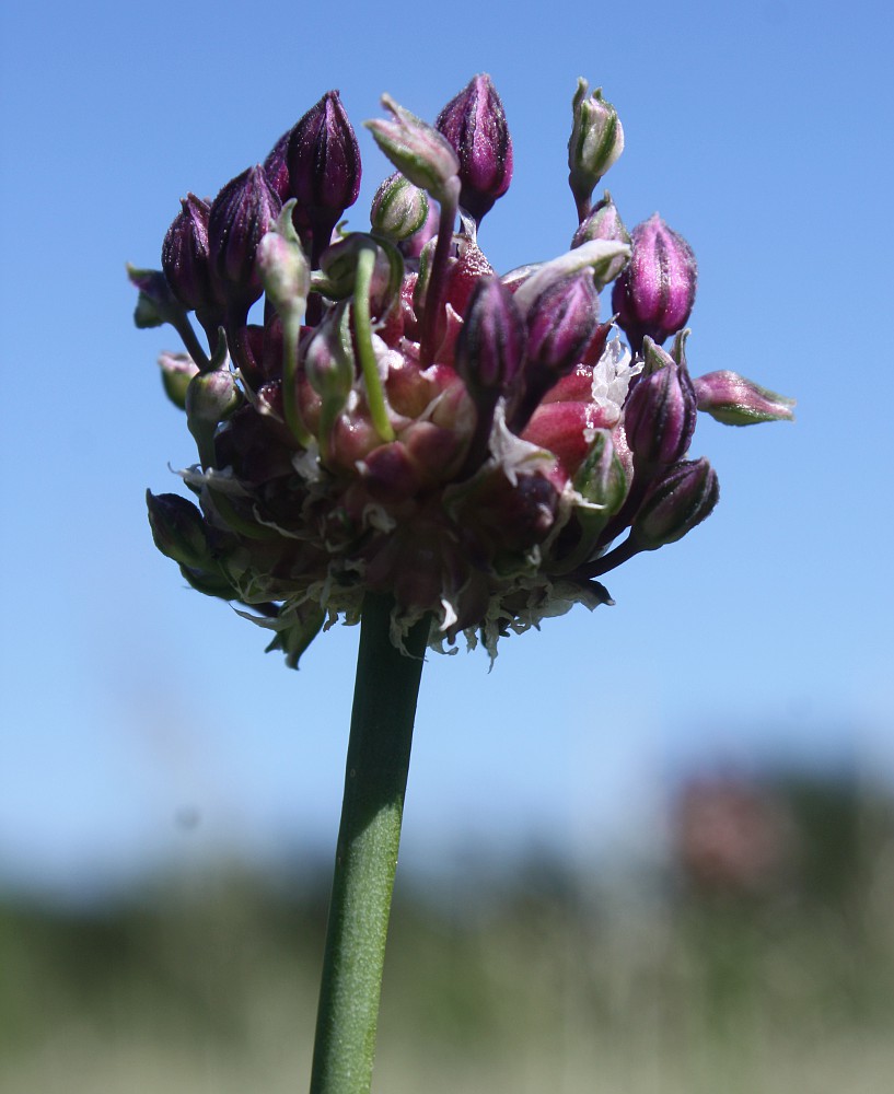 Image of Allium scorodoprasum specimen.