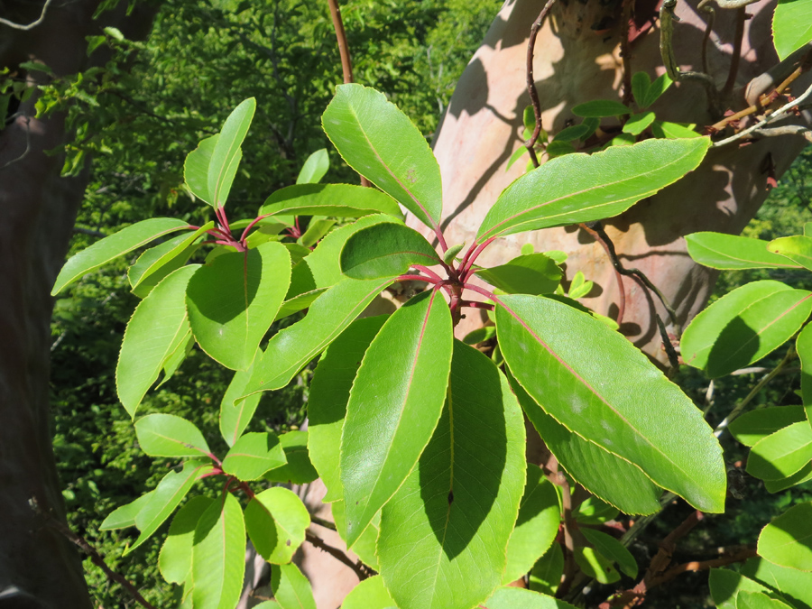 Image of Arbutus andrachne specimen.