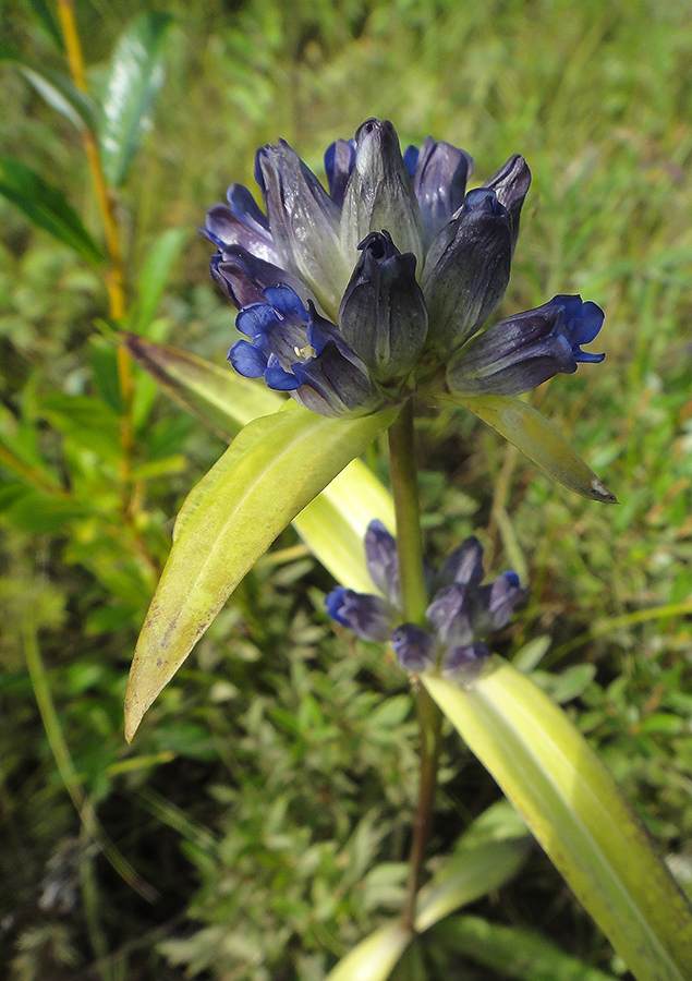 Image of Gentiana macrophylla specimen.