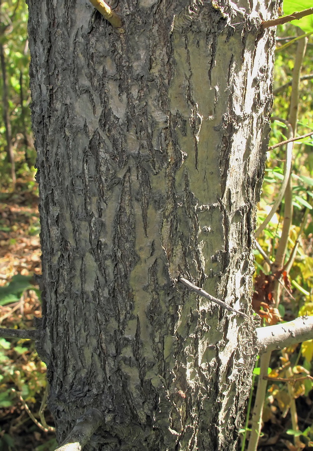 Image of genus Crataegus specimen.