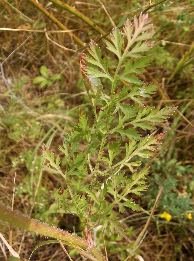 Image of Daucus carota specimen.