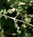 Ligustrum quihoui. Средняя часть соцветия. Германия, г. Дюссельдорф, Ботанический сад университета. 04.09.2013.