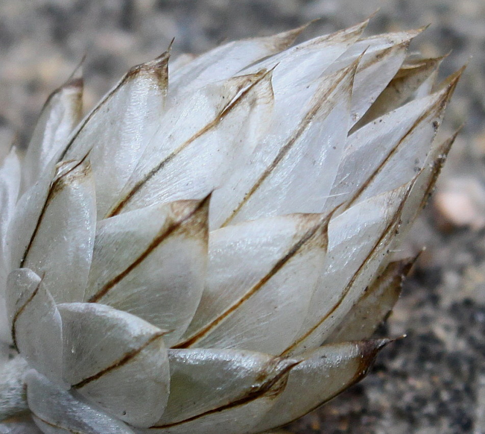 Image of Catananche caerulea specimen.