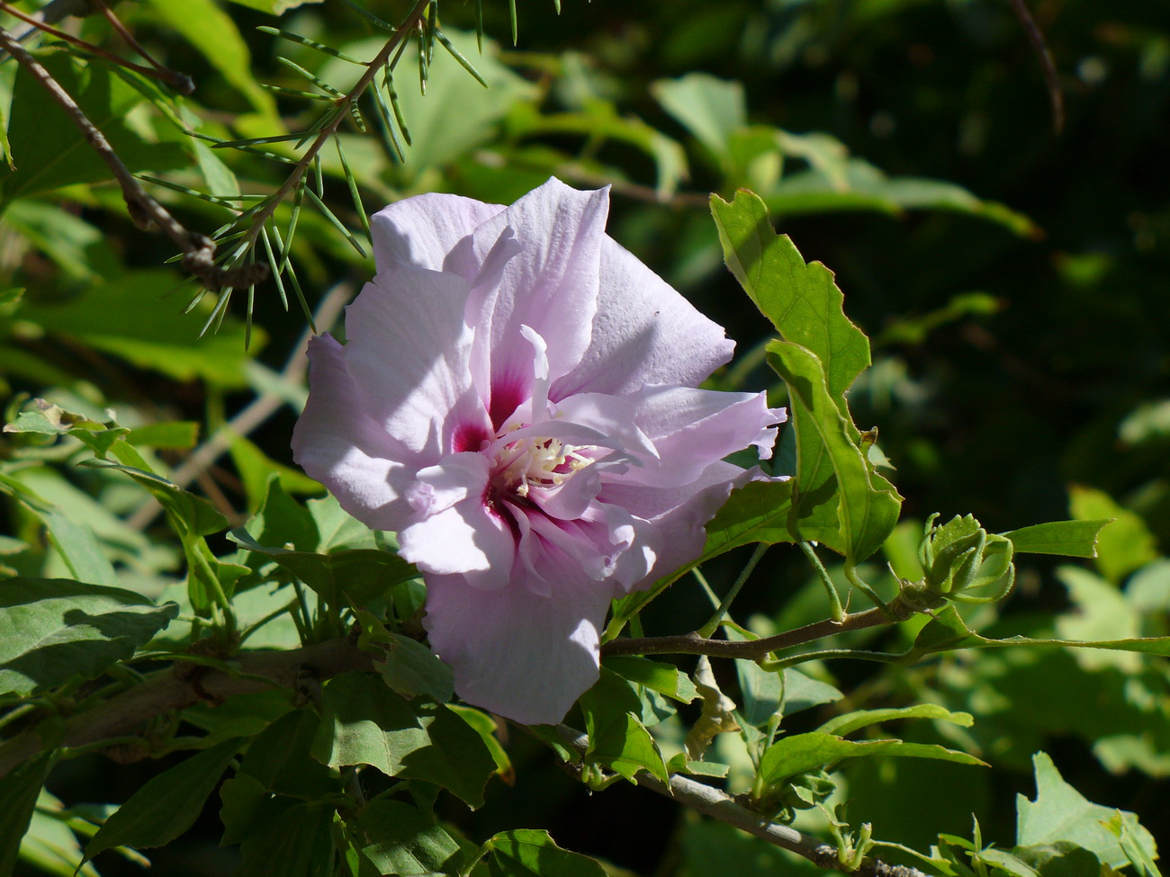 Image of Hibiscus syriacus specimen.