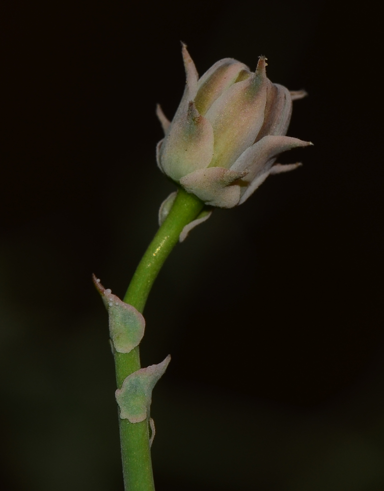 Image of Launaea mucronata specimen.