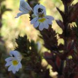 Euphrasia stricta. Цветки. Нидерланды, Северное море, остров Схирмонниког. Июль 2006 г.