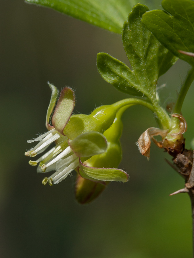 Image of Grossularia uva-crispa specimen.