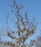 Chimonanthus praecox