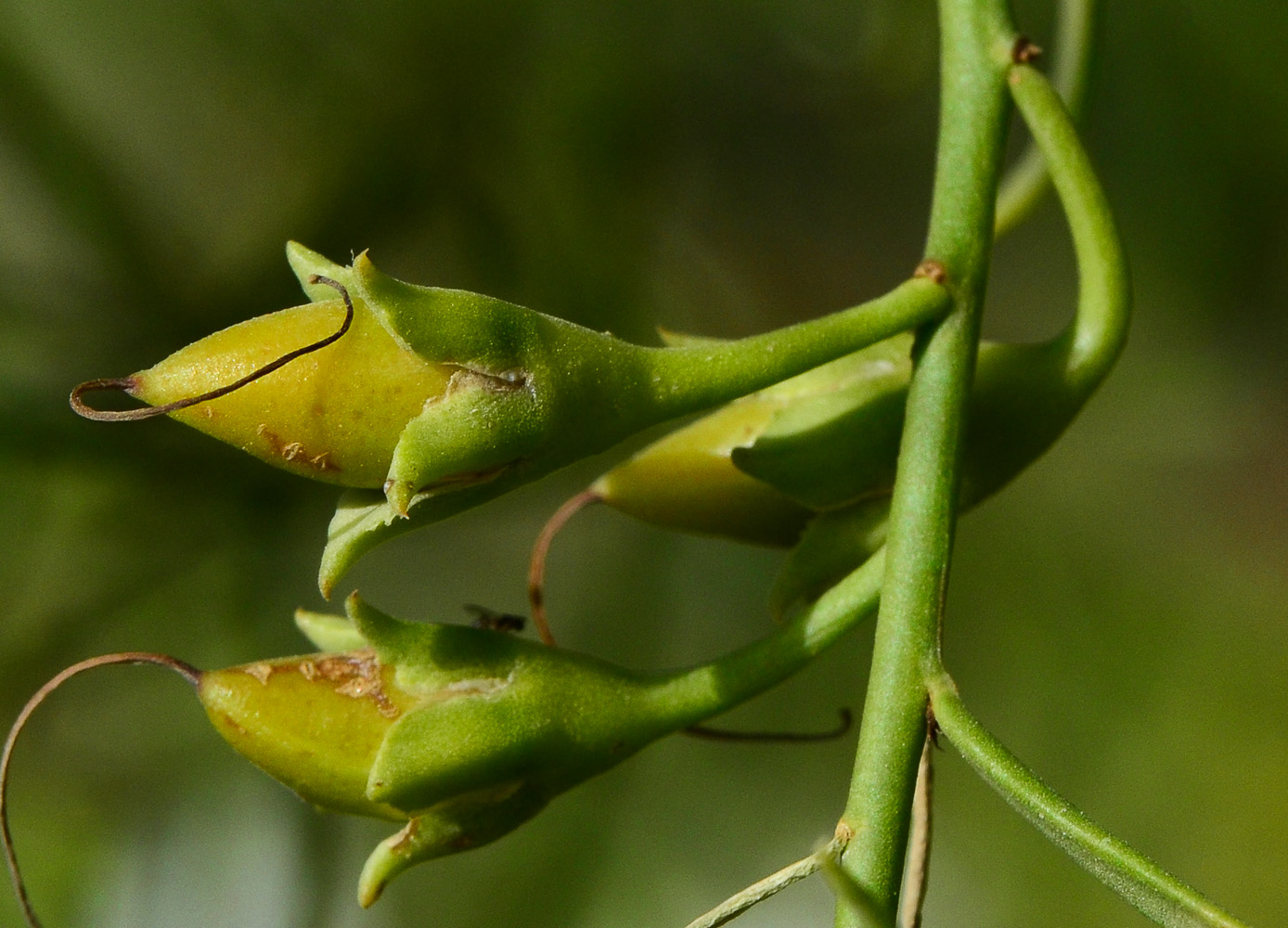 Изображение особи Eremophila polyclada.