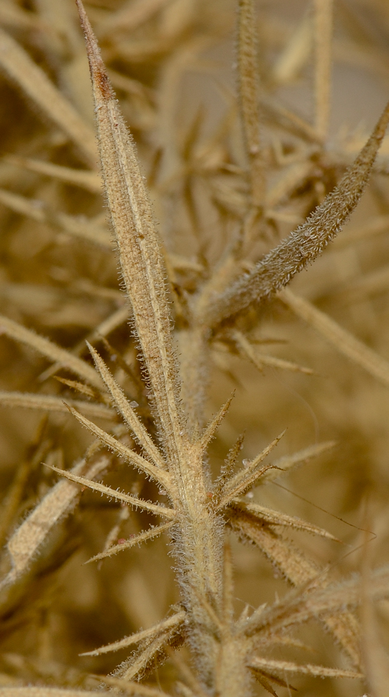 Image of Iphiona scabra specimen.