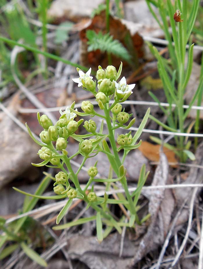 Image of Thesium repens specimen.